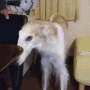 Borzoi snoopa