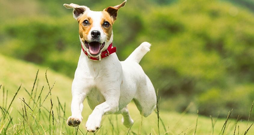 14 top terrier breeds