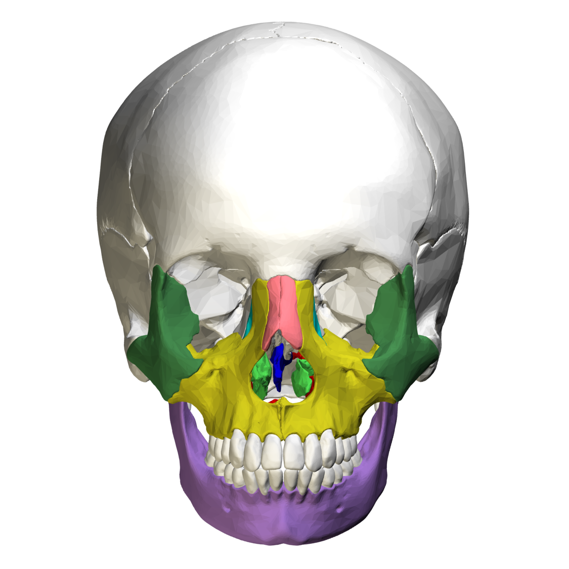Facial bones   anterior view03