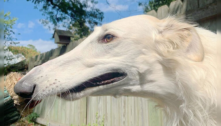 Dog with Incredible Inch Nose i 768x439