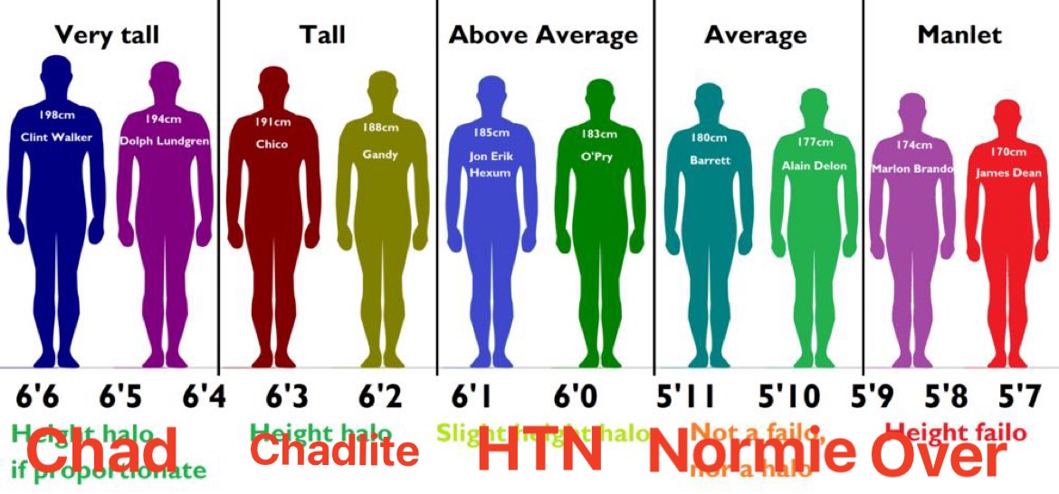 2022 Official Height chart | Looksmax.org - Men's Self-Improvement ...
