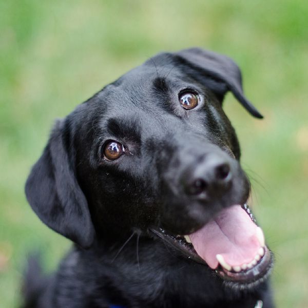Puppy shot schedule 02optimal
