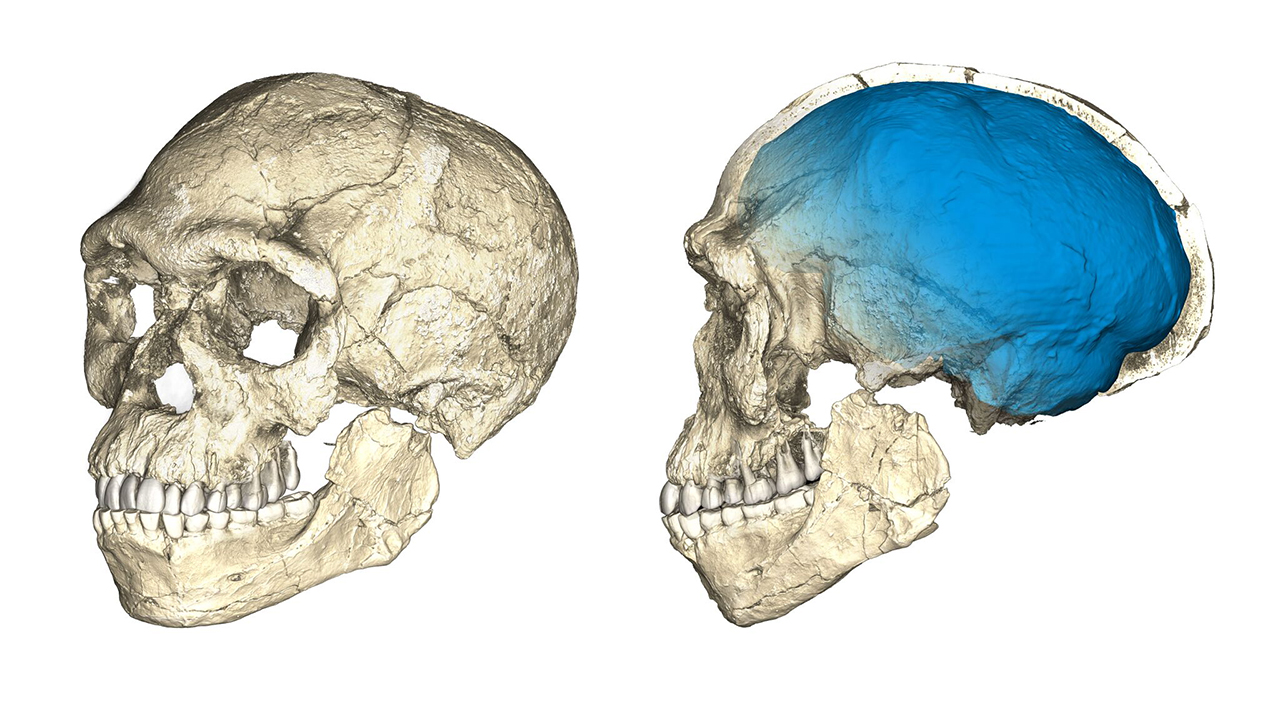 Homosapiens 0607 main
