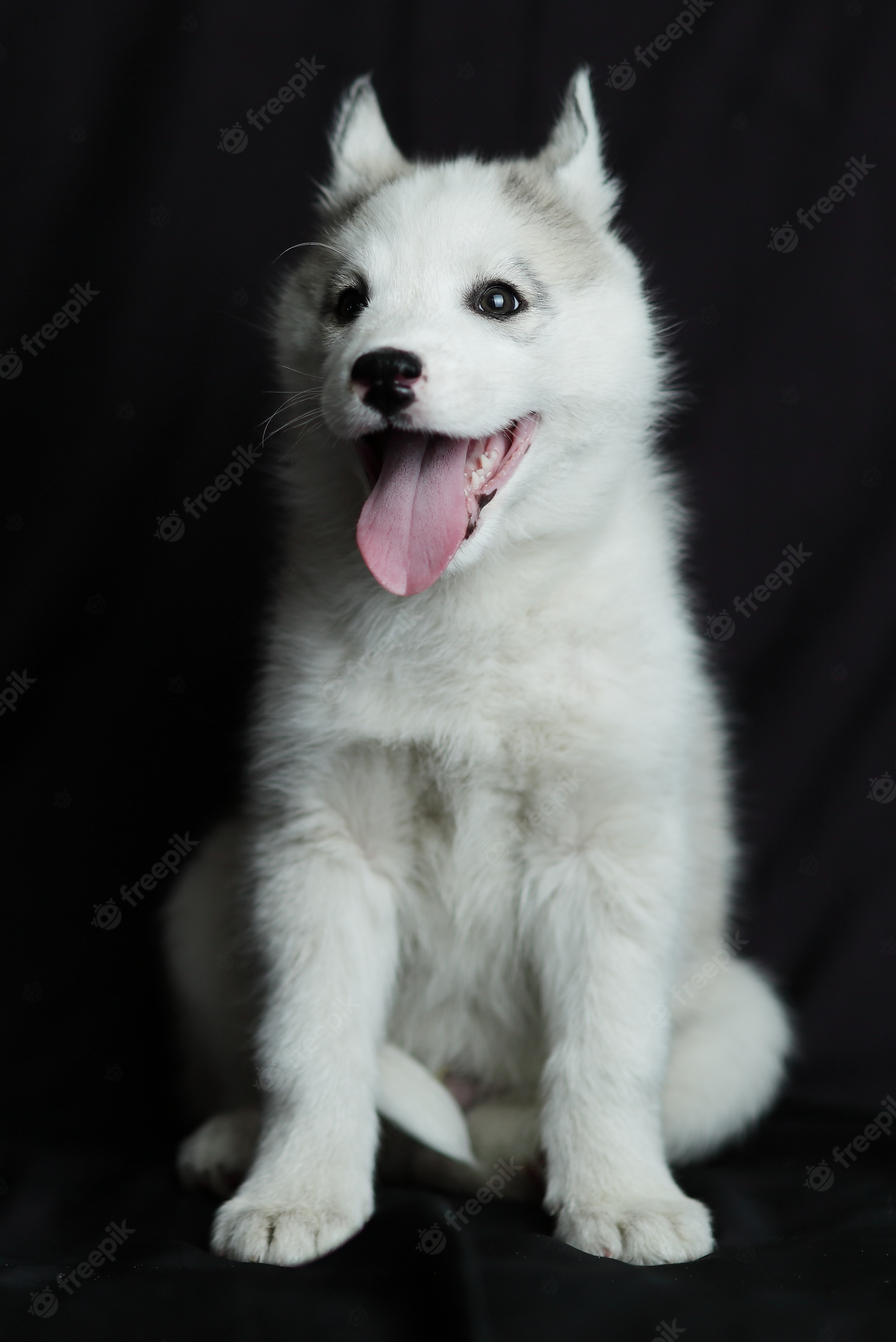 Husky puppy with big eyes sits black space best friend concept 271024 33