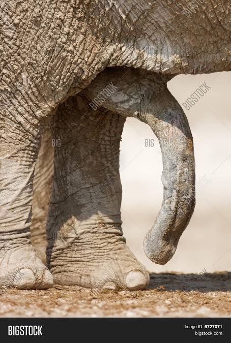 Images 65