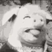 Pig licking