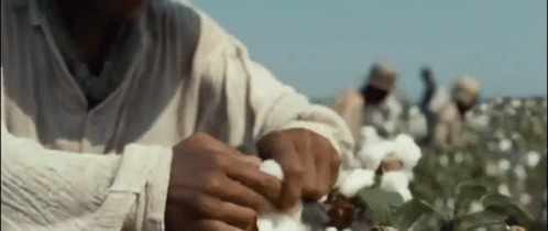 Cotton picking