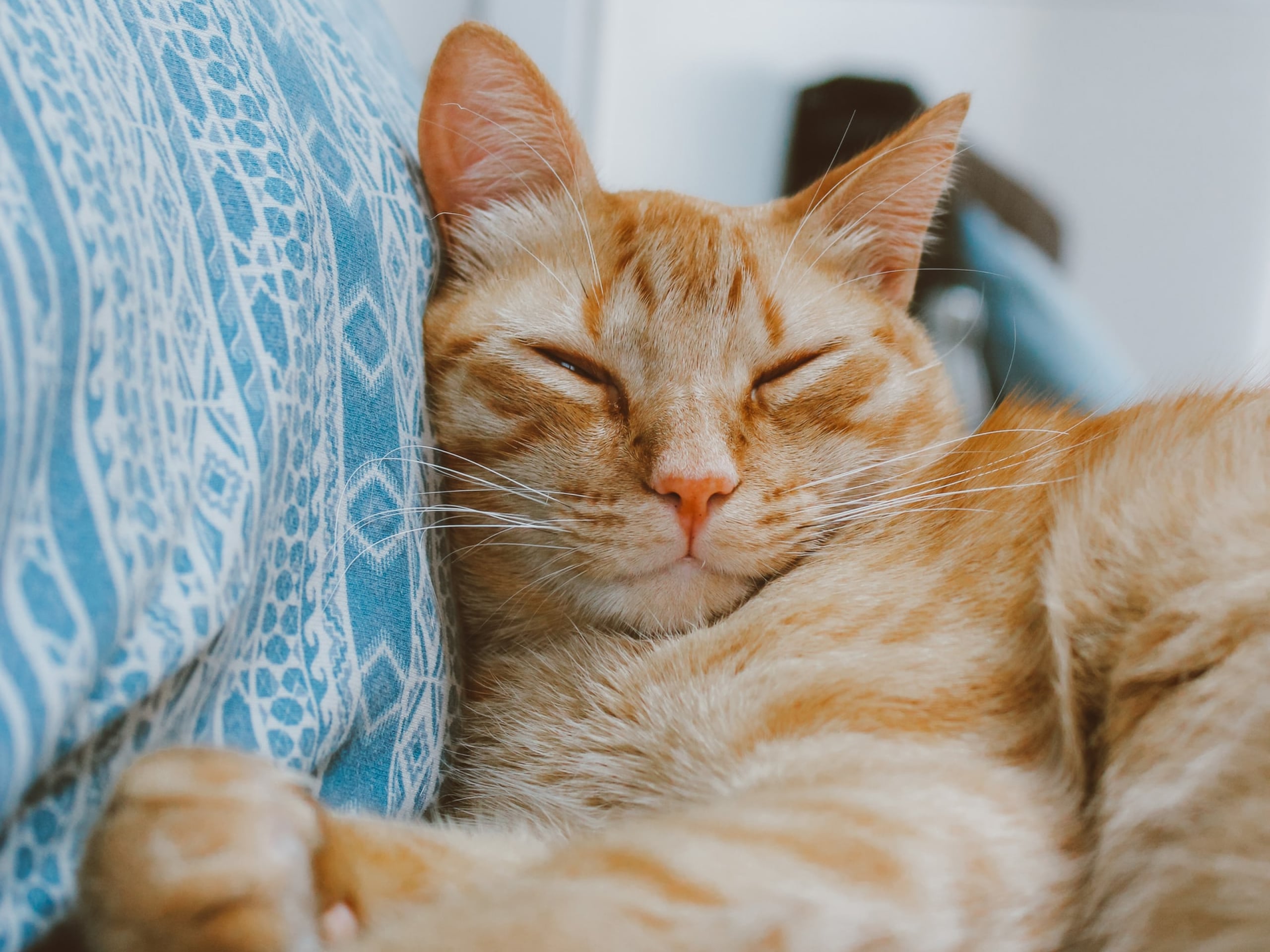 6298dd957e118645a75b06b9 Why  When Do Cats Purr Hero