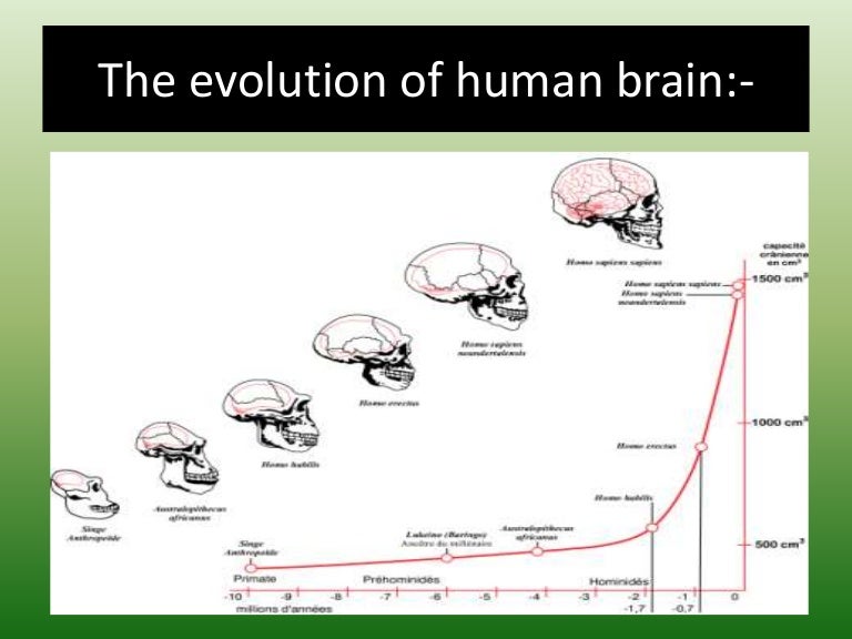 Theevolutionofhumanbrain 150111035916 conversion gate01 thumbnail 4 1681594674
