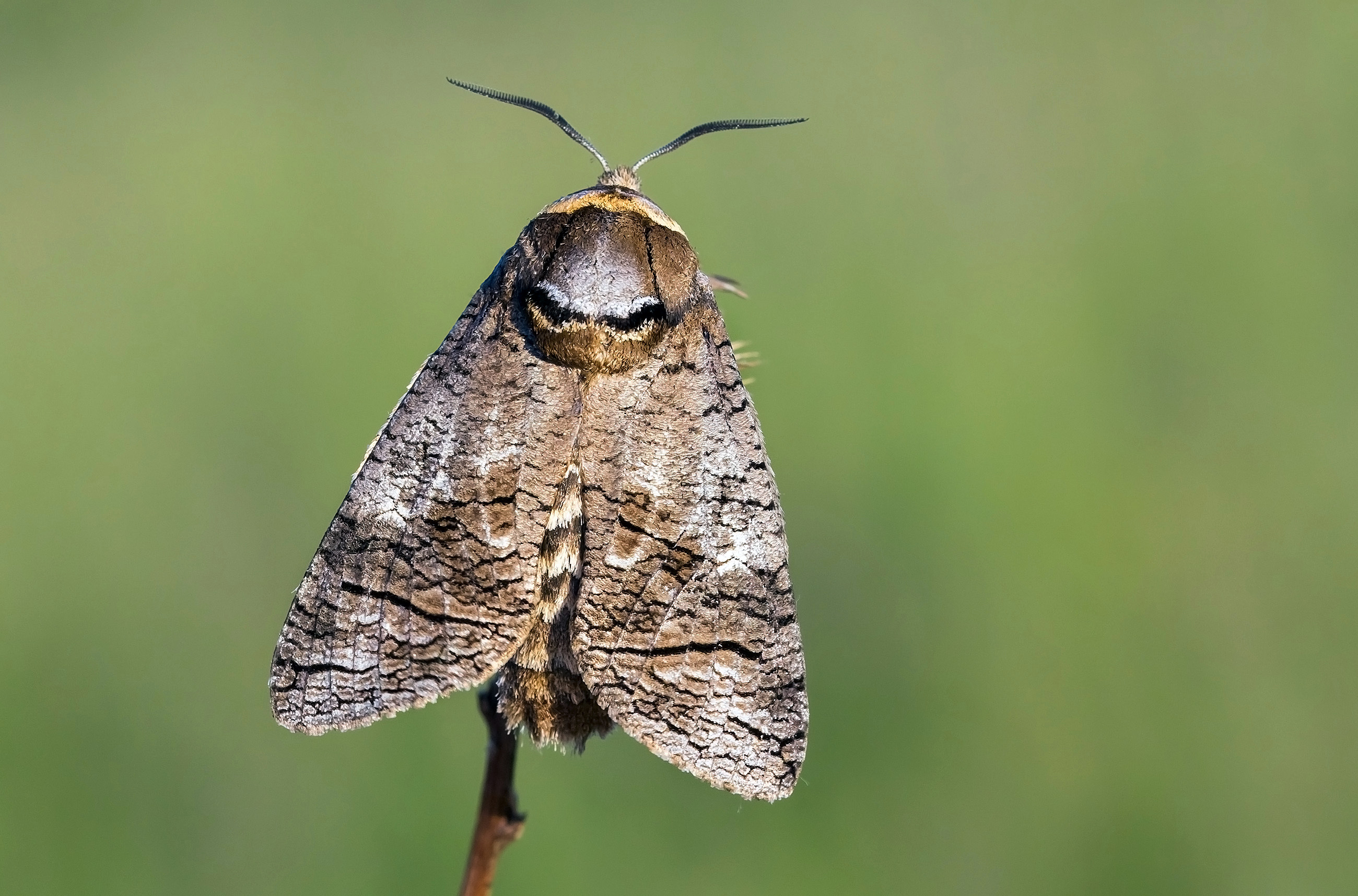 Moth