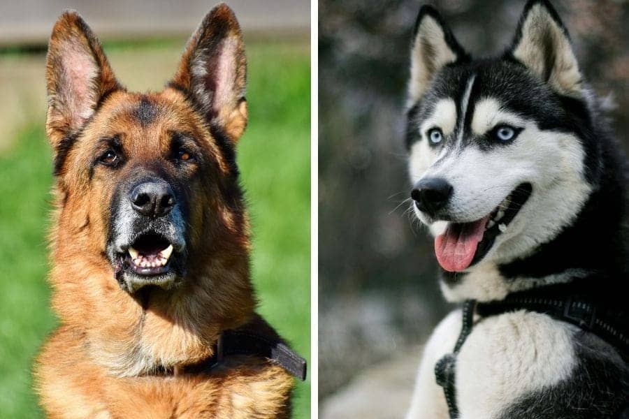 German Shepherd vs Husky 1