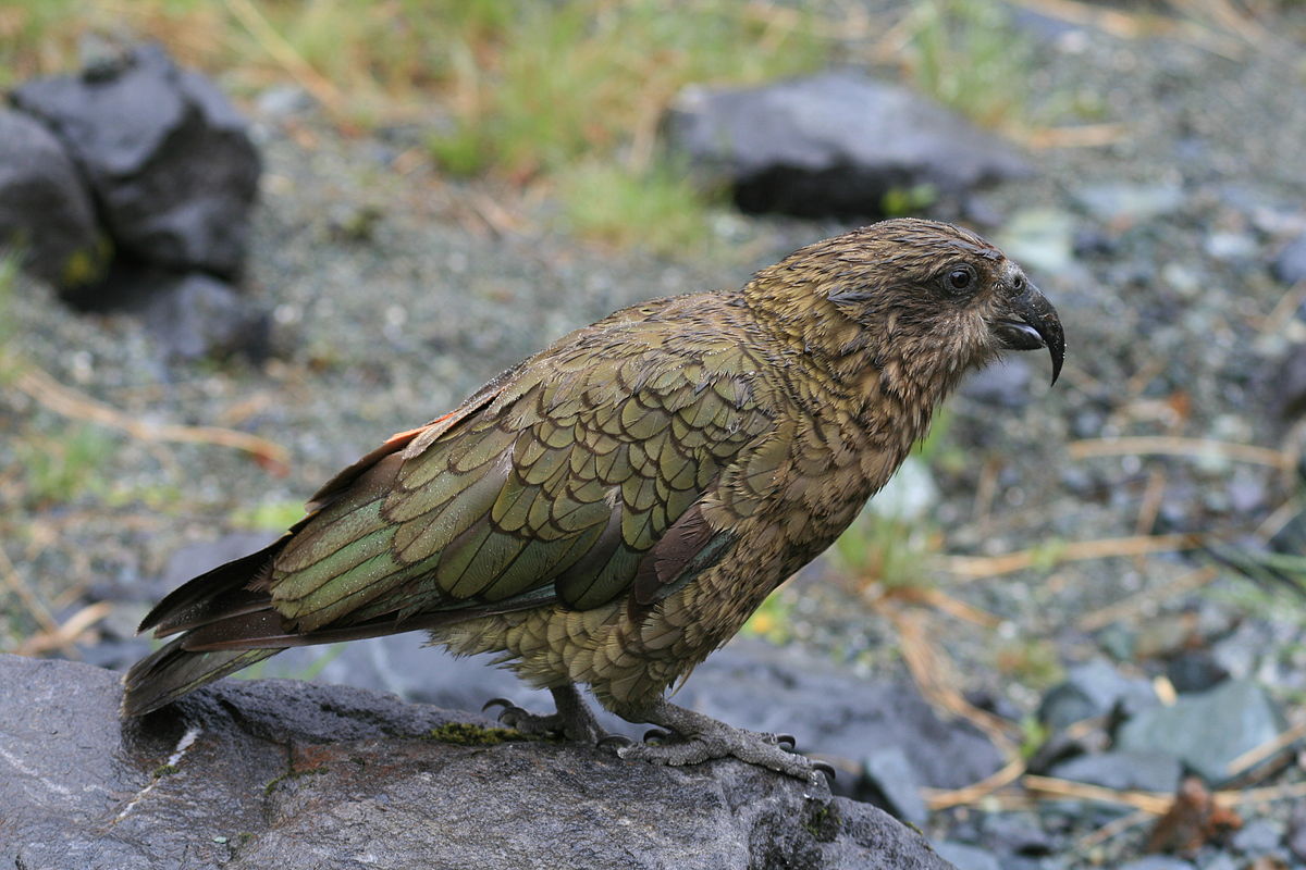 1200px Nestor notabilis  Fiordland New Zealand 8b