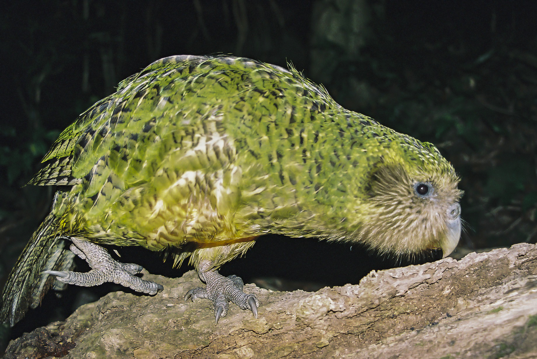 Kakapo DvW2007