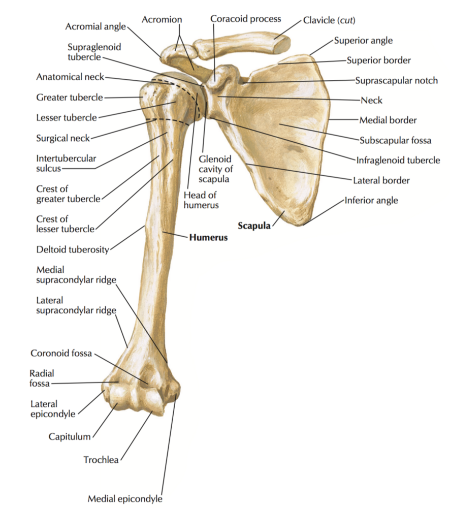 2046644 scapula