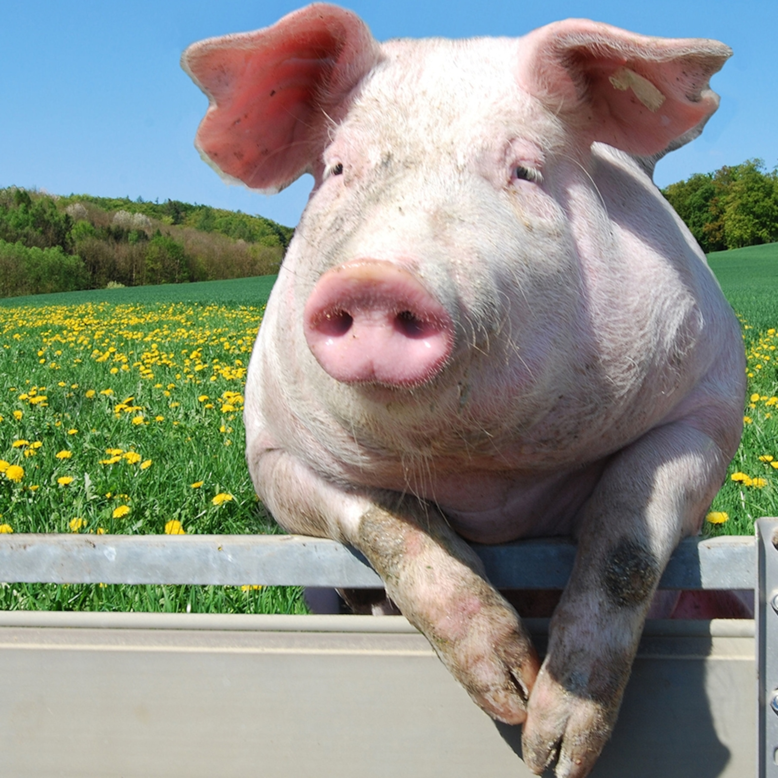 2E182942 9D00 4D74 89C1 E3957464A397