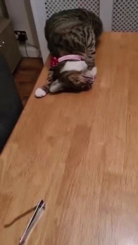 Fail cat
