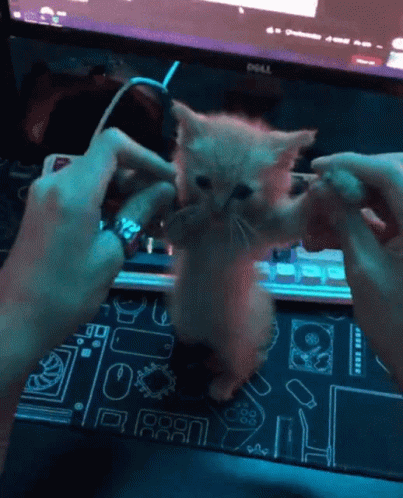 Cat cats 1