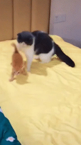 Cat cats