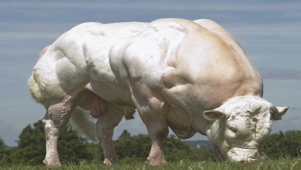 Mogged