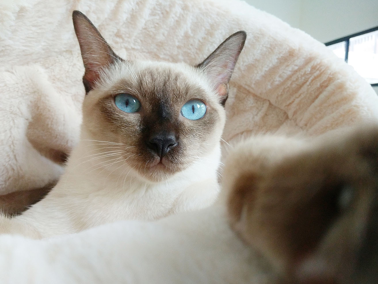Close up applehead siamese cat WitsawatS Shutterstock