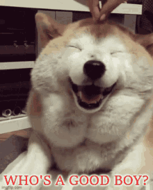 Slickric naturedoge69