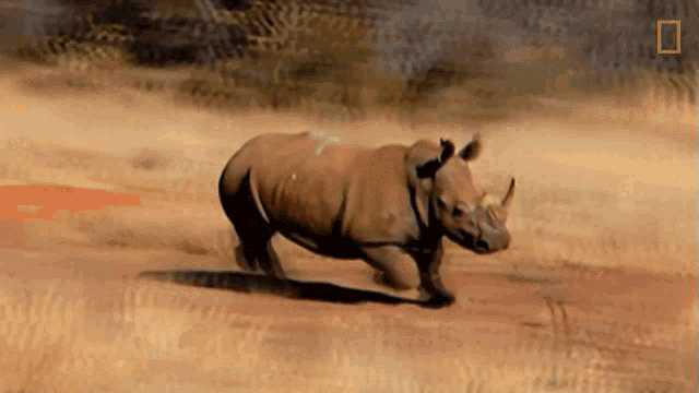 Running the bullying bull rhino