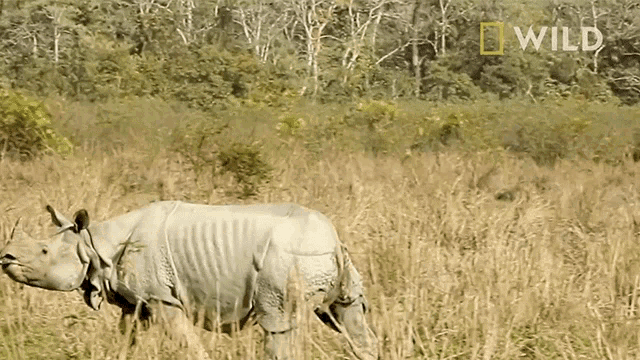 Running protecting rhinos in kaziranga national park