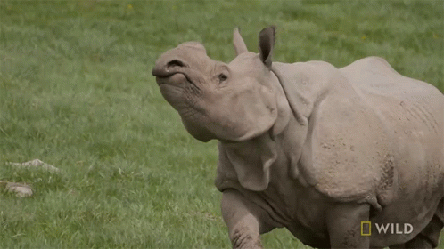 Running rhino baby rhino gender reveal secrets of the zoo