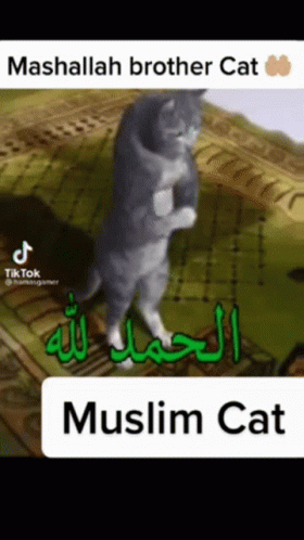 Muslim cat prayer allah allahu akbar islam