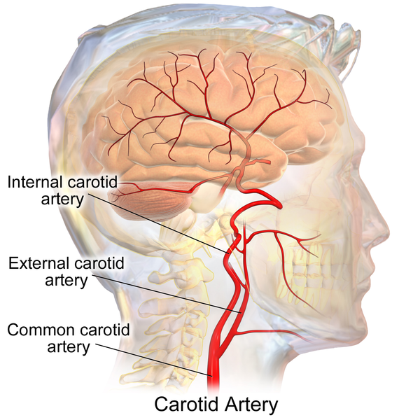 Blausen 0170 CarotidArteries