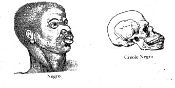 Races and skulls