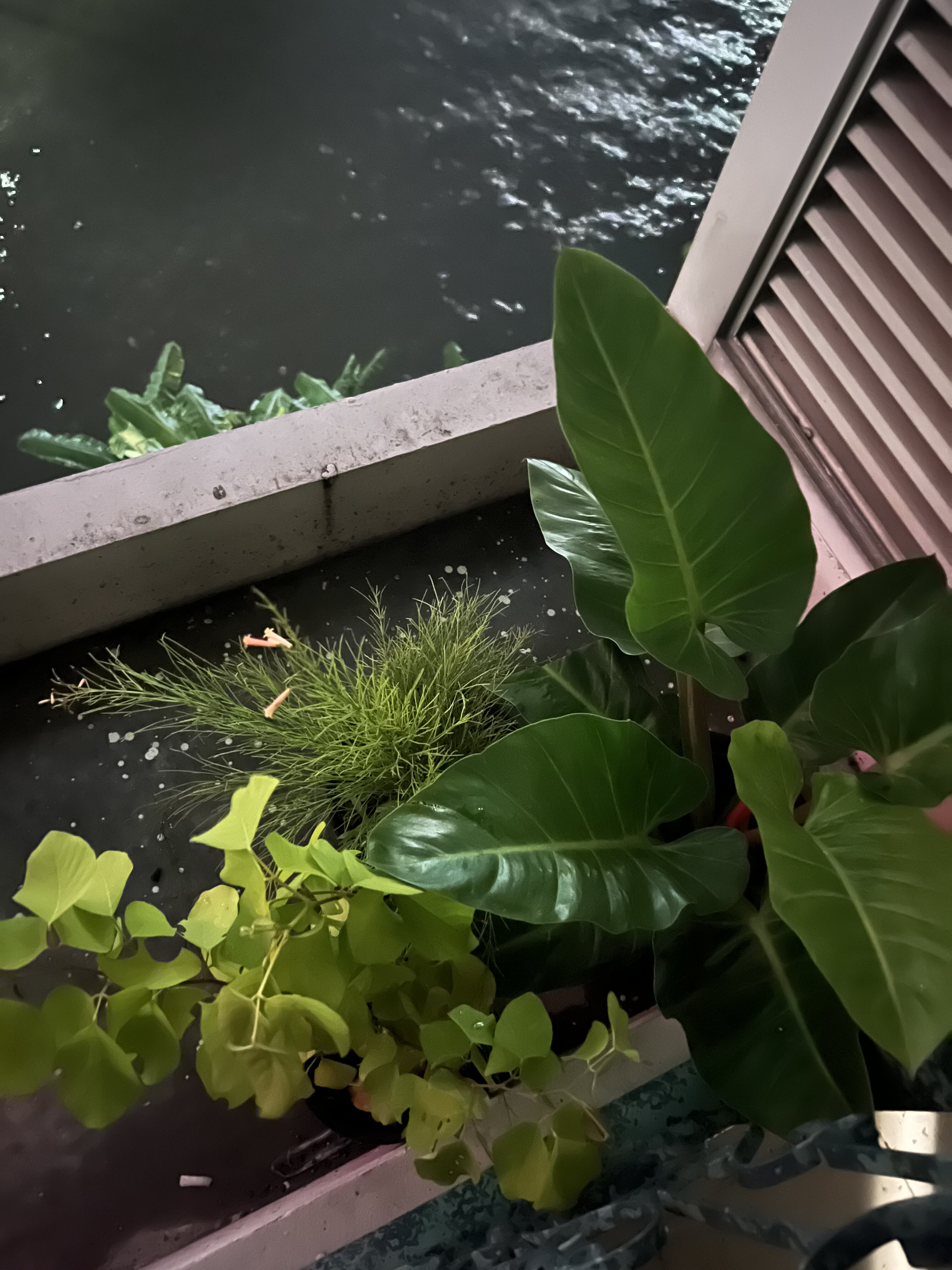 2F732C23 1BD2 44E1 92F0 AFE4120AF9DD