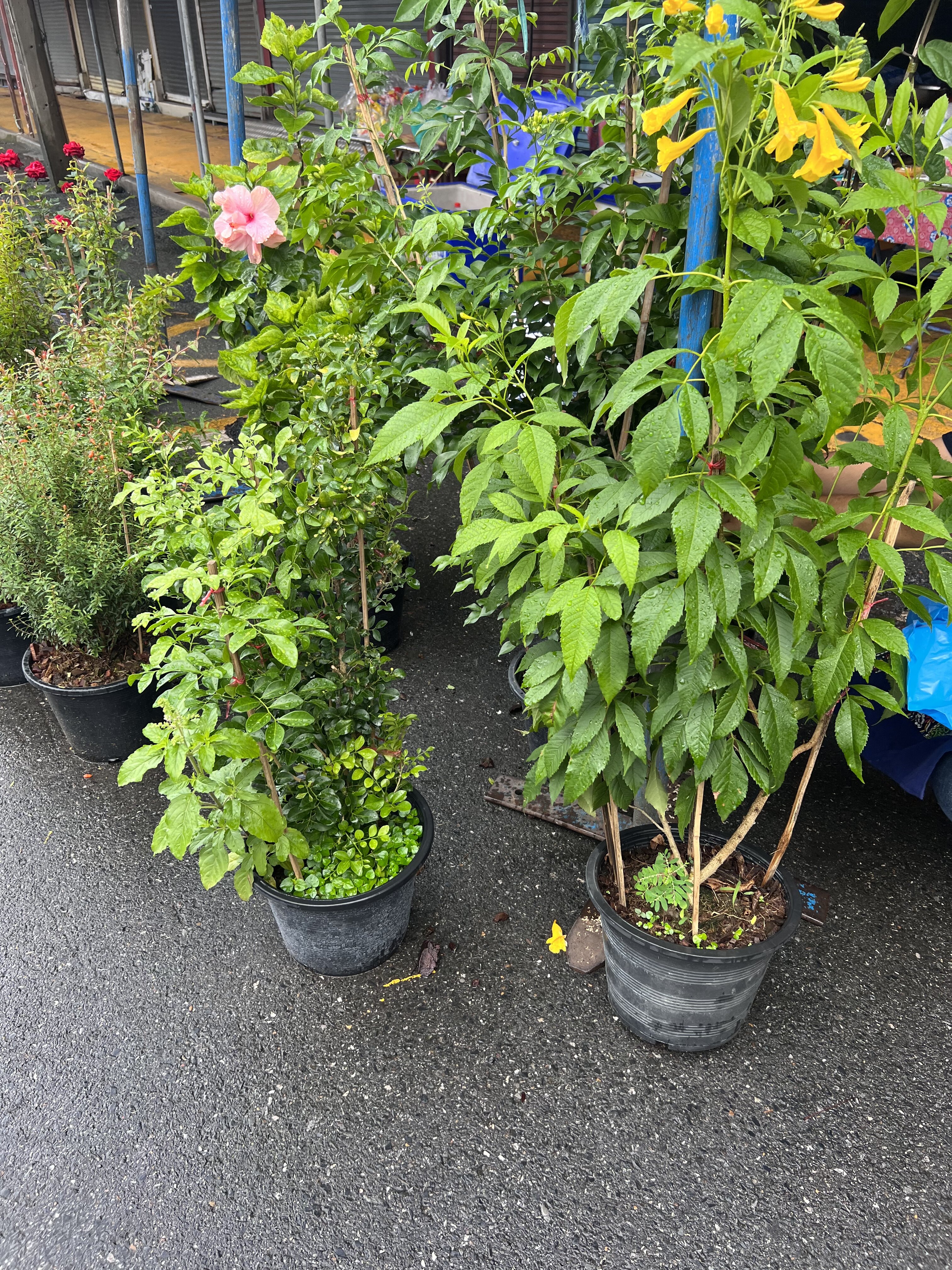 5F345CE2 DB54 4765 993E 497EF1FC69BD