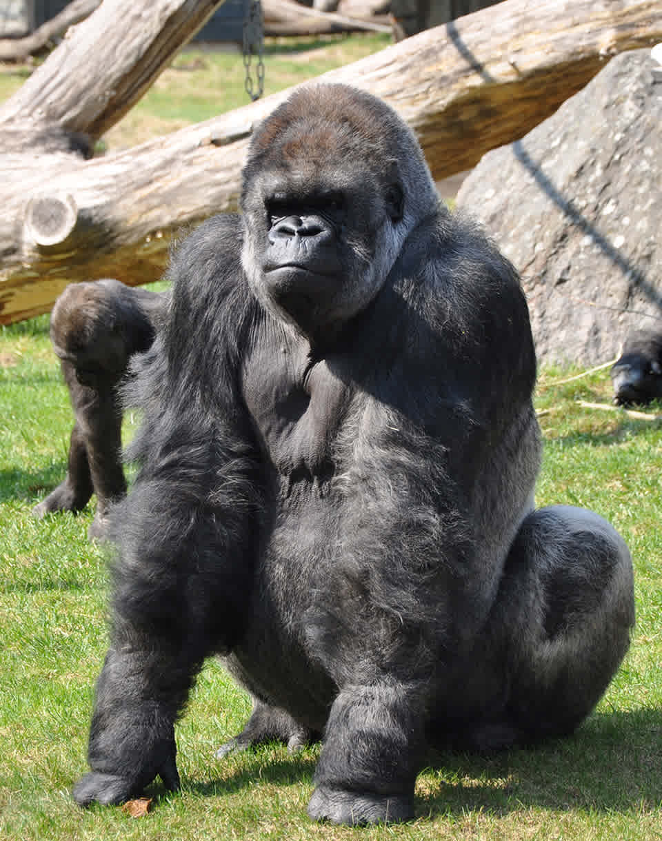 Gorilla mobil