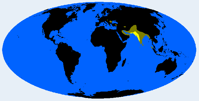 Indobrachid