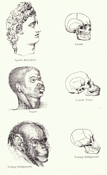 Craniometry title pic