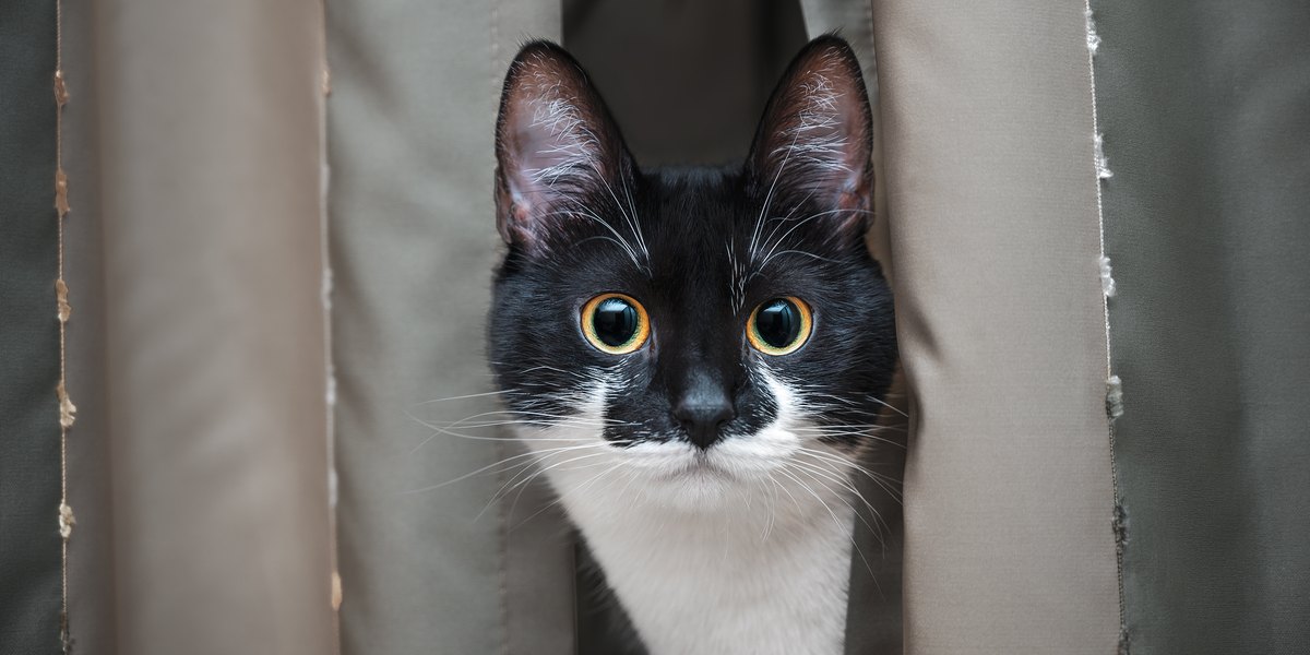 Cat Staring