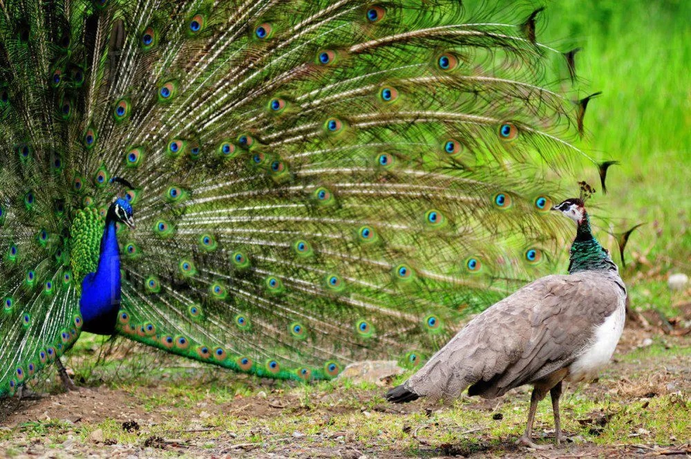 Indian peafowl