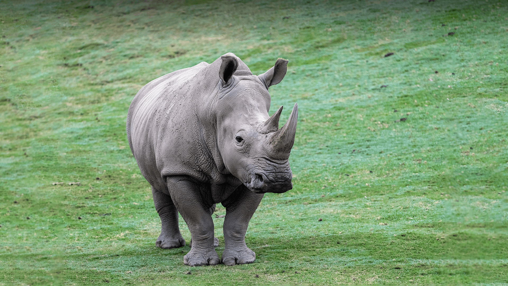 Animals hero white rhino 0
