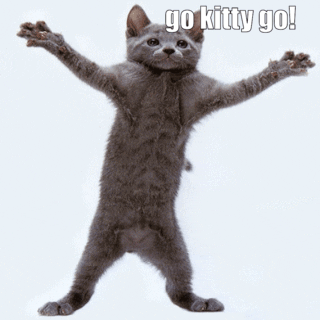 Go kitty go gif giphy resized 2