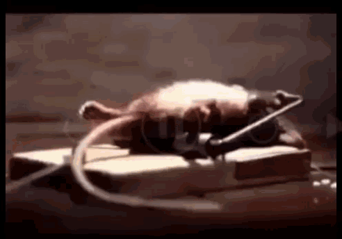 Muscle rat