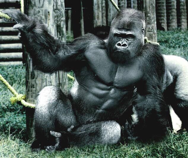 Gorillaabs