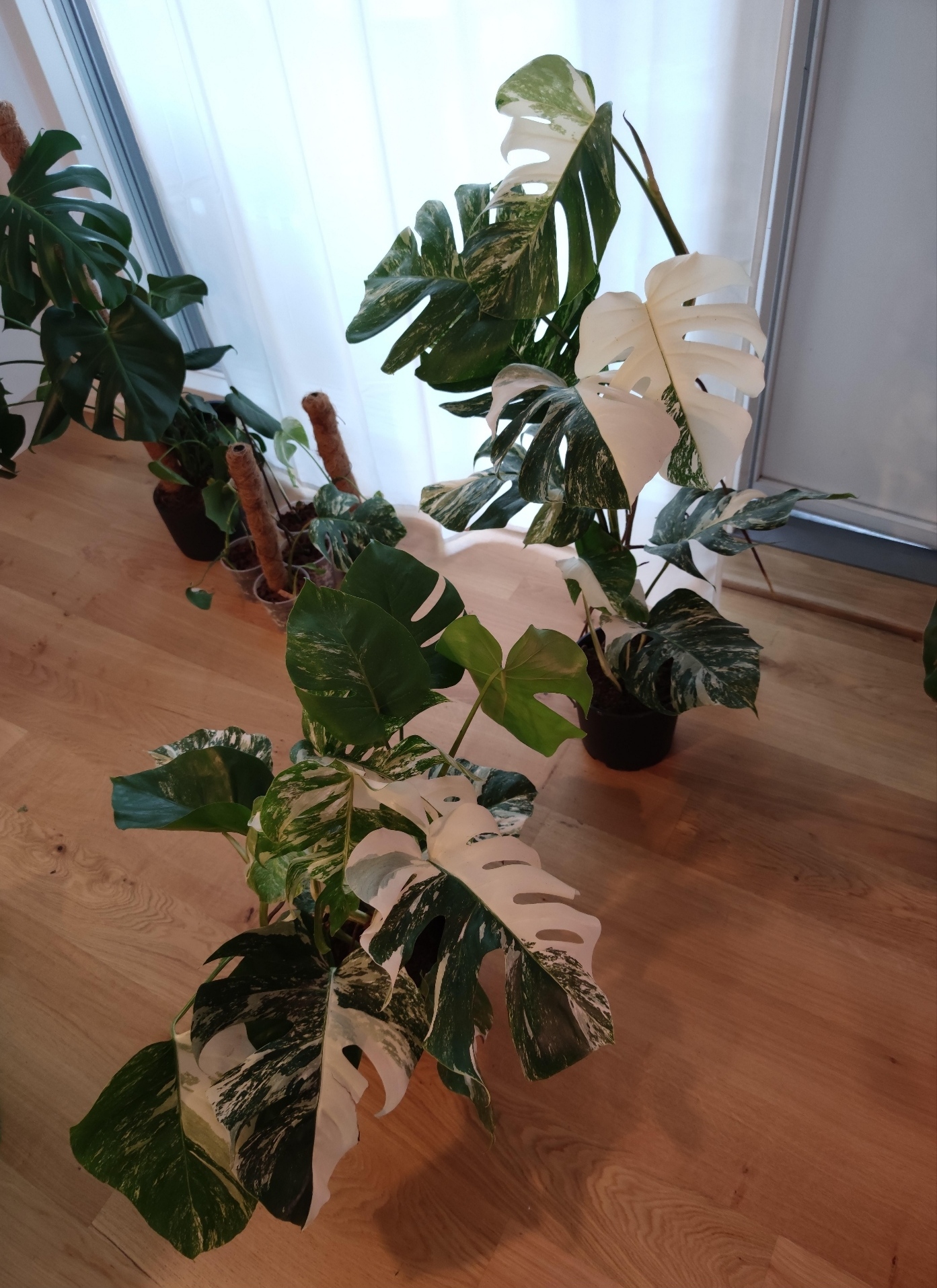 IMG 20221025 041451