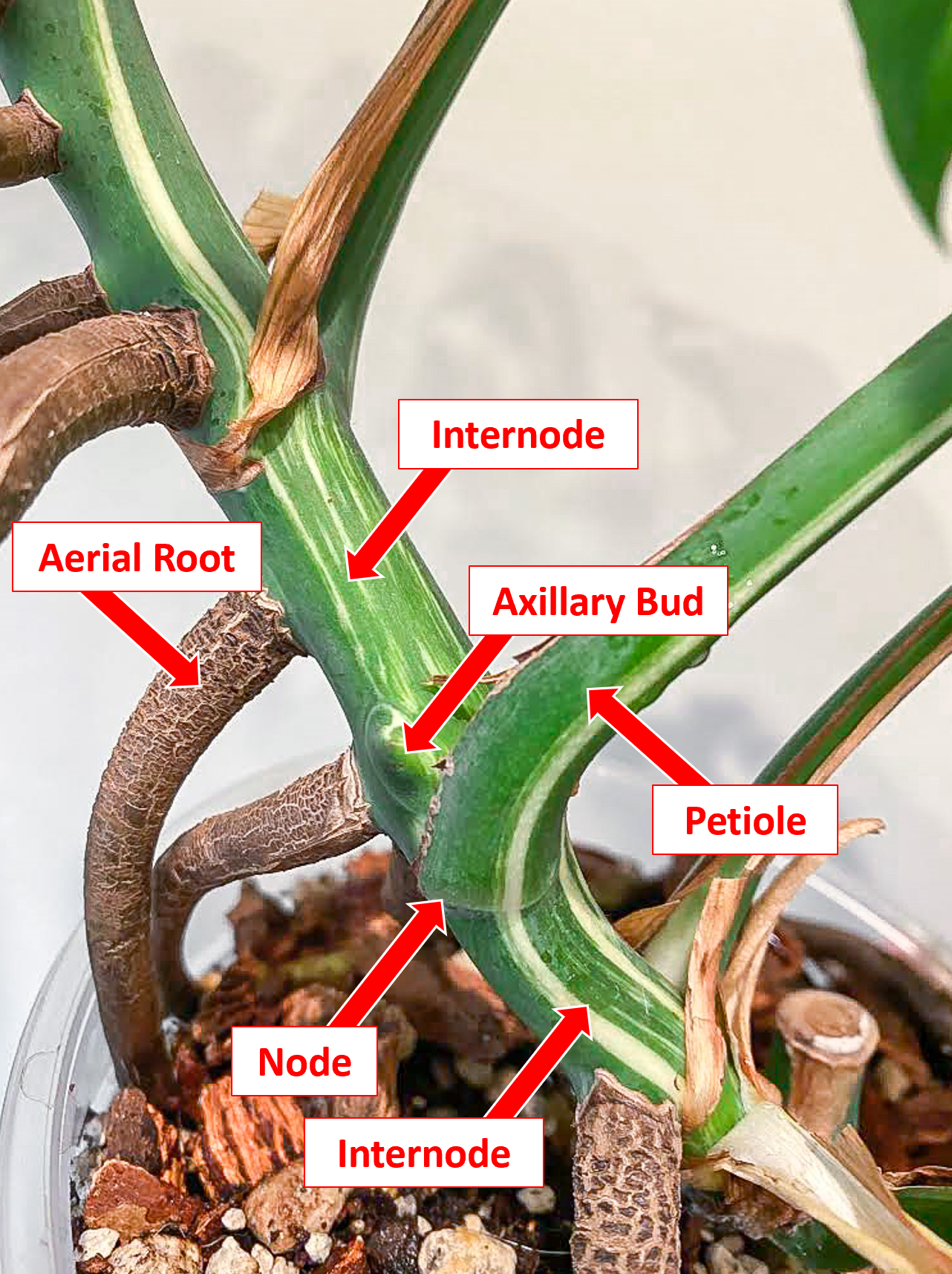 Monstera propagation anatomy
