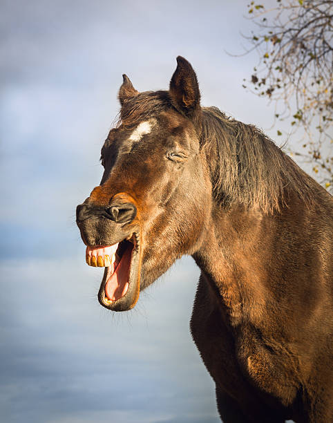 Istockphoto 537822953 612x612