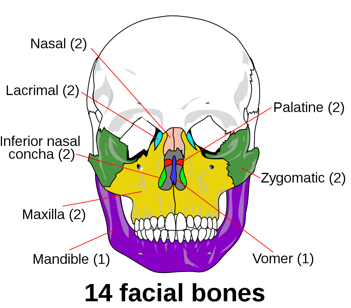 1200px Facial skeleton   en