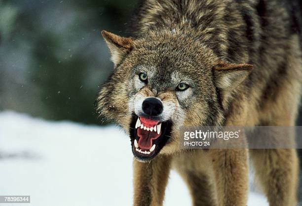 Gettyimages 78396344 612x612