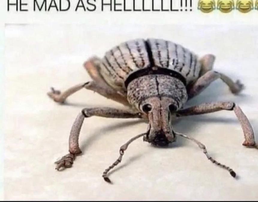 He mad as hell