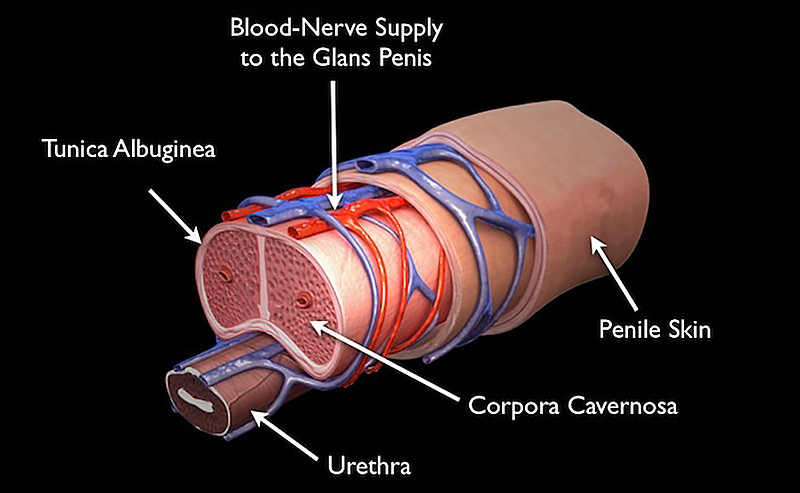Penis cross section anatomy 000