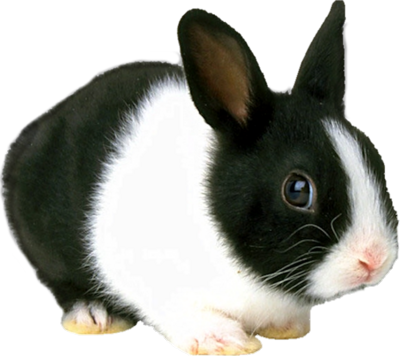 Bunny psd80486